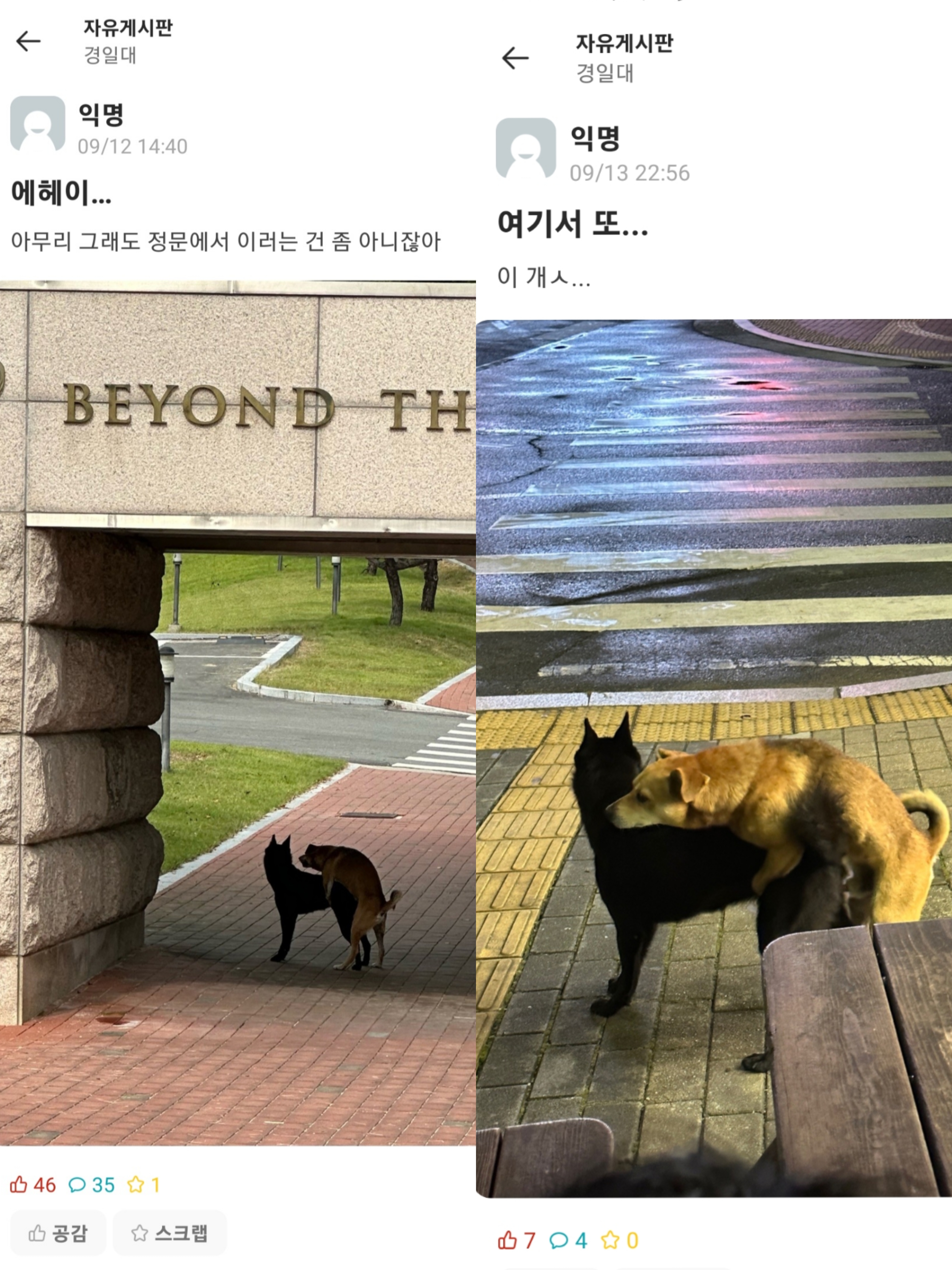 들개들 포획 문의드립니다 이미지